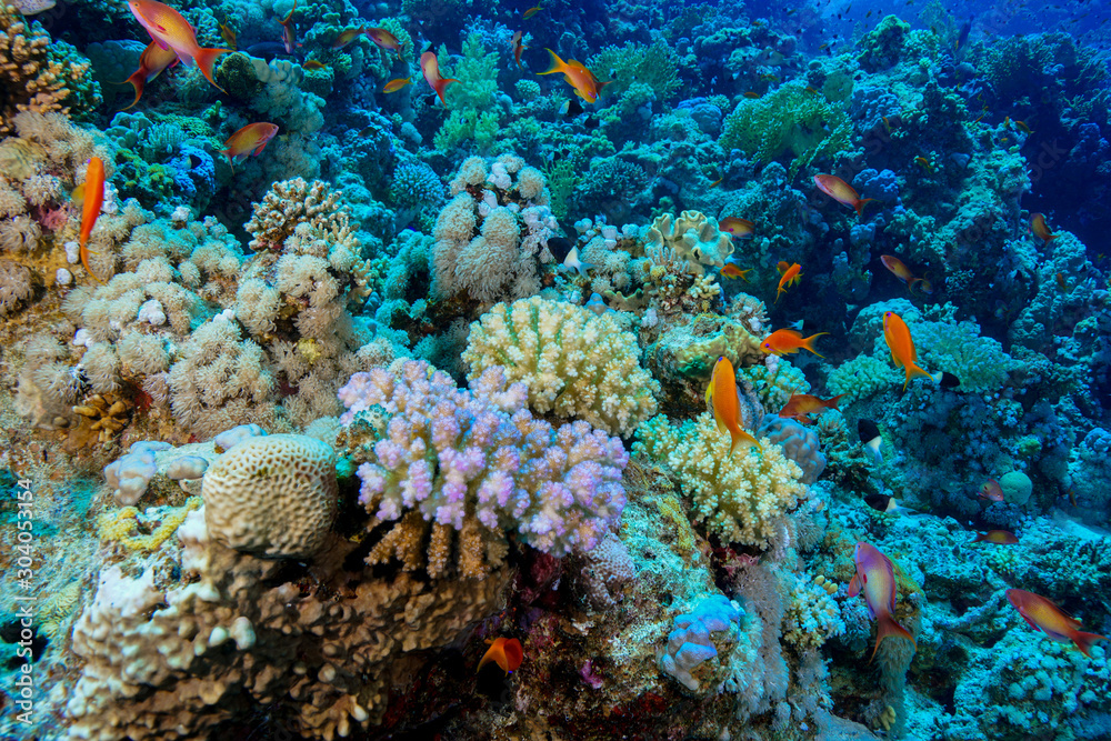 Fototapeta premium Coral Reef at the Red Sea, Egypt