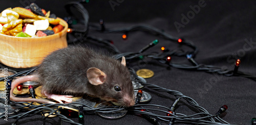 Grey rat eating healthy food. Keeping in shape for holidays. Fairy lights around creating the Christmas mood. Be ready.