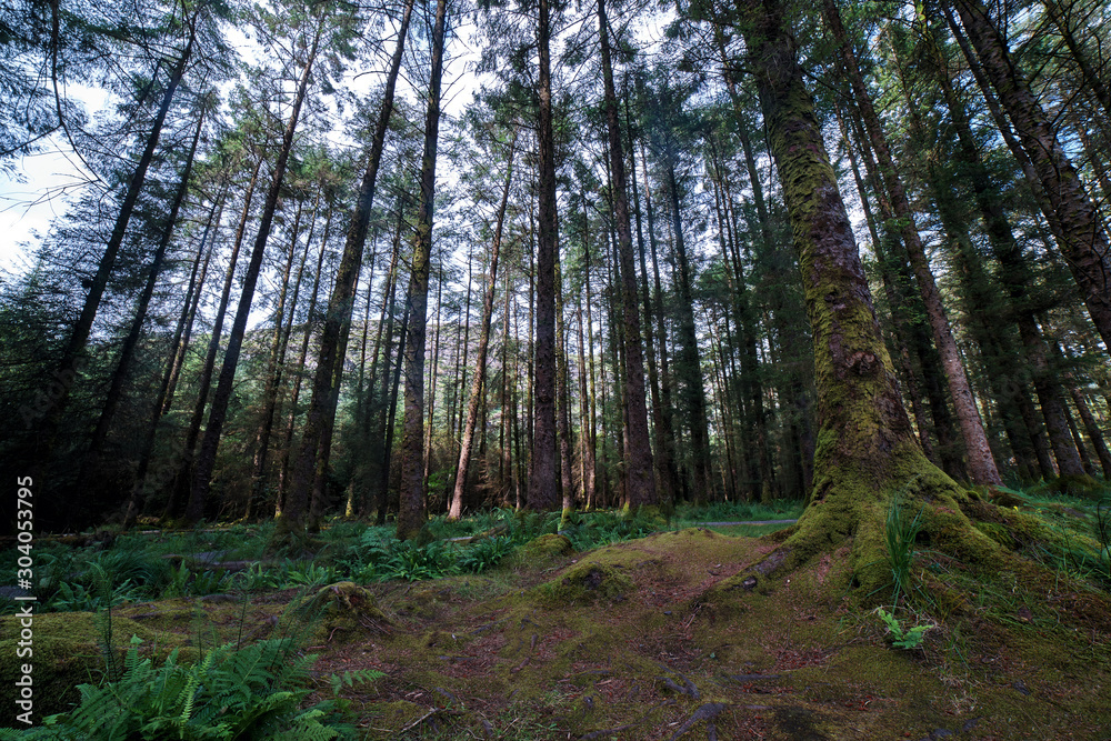 Obraz premium path in forest