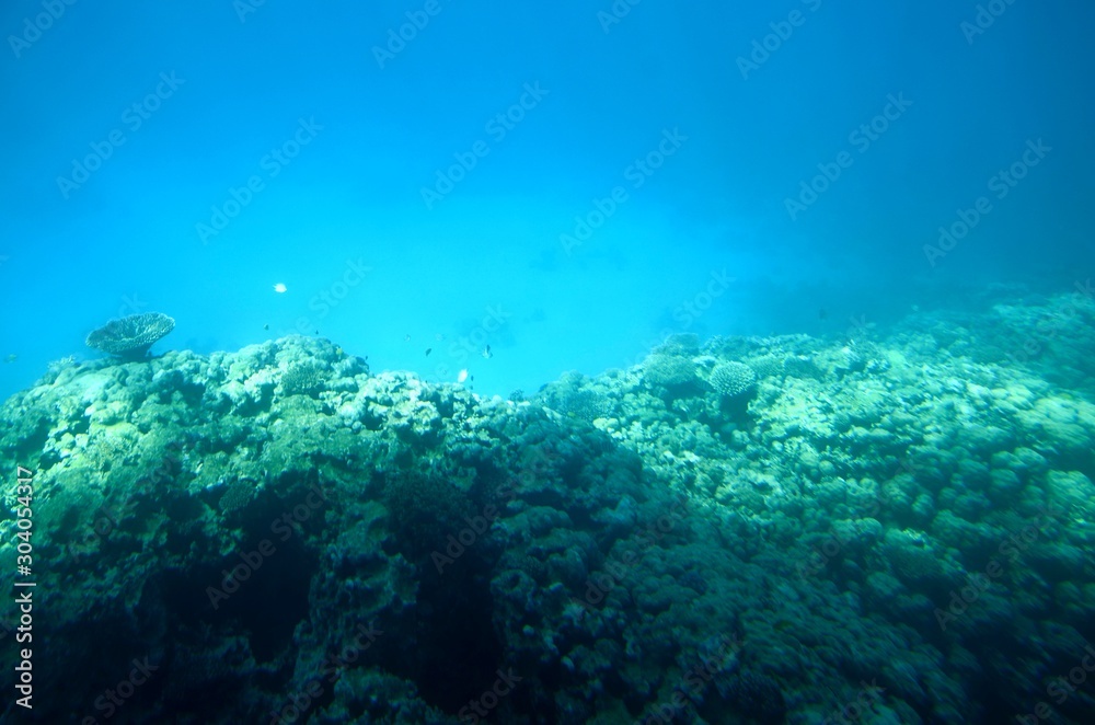 Fototapeta premium Fonds sous-marins de la Mer Rouge ( Hurghada -Égypte)