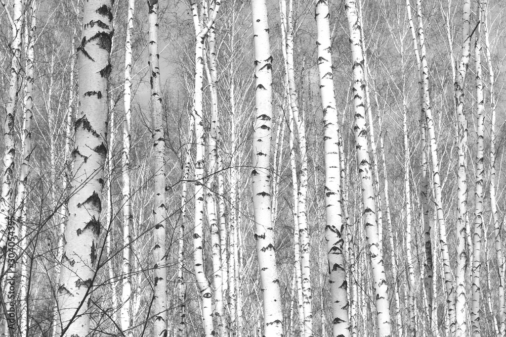 Black and white photo of black and white birches in birch grove with birch bark between other birches Black and white photo of black and white birches in birch grove with birch bark between other birches