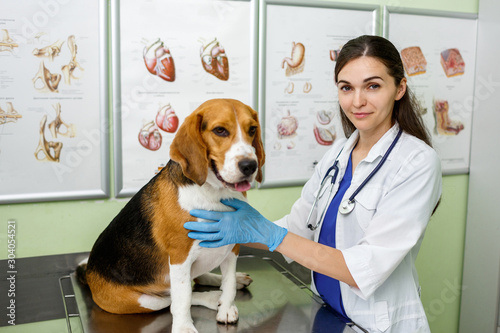 Fototapeta Naklejka Na Ścianę i Meble -  Beagle dog examined and consulted by a veterinarian