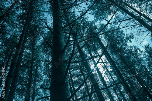 trees in the forest