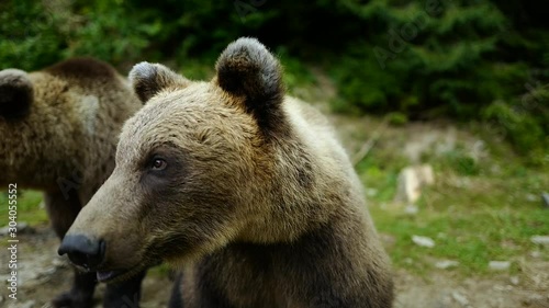 Wallpaper Mural The bear warns of an attack on a person. Torontodigital.ca