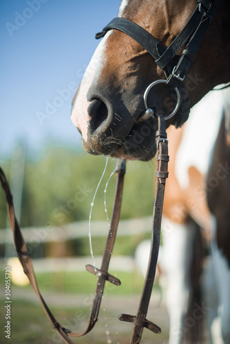 Fototapeta Naklejka Na Ścianę i Meble -  A beautiful, well-groomed horse on a farm. Ranch. Farmer. Cowboy.