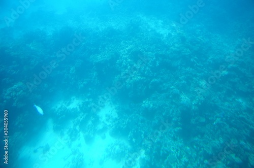 Fonds sous-marins de la Mer Rouge ( Hurghada -Égypte)