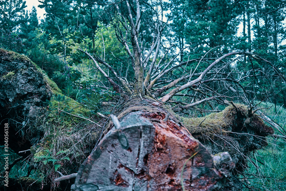 Fototapeta premium fallen tree in the forest