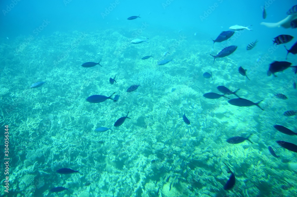 Fonds sous-marins de la Mer Rouge ( Hurghada -Égypte)