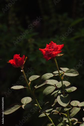 Red Flower at the garden