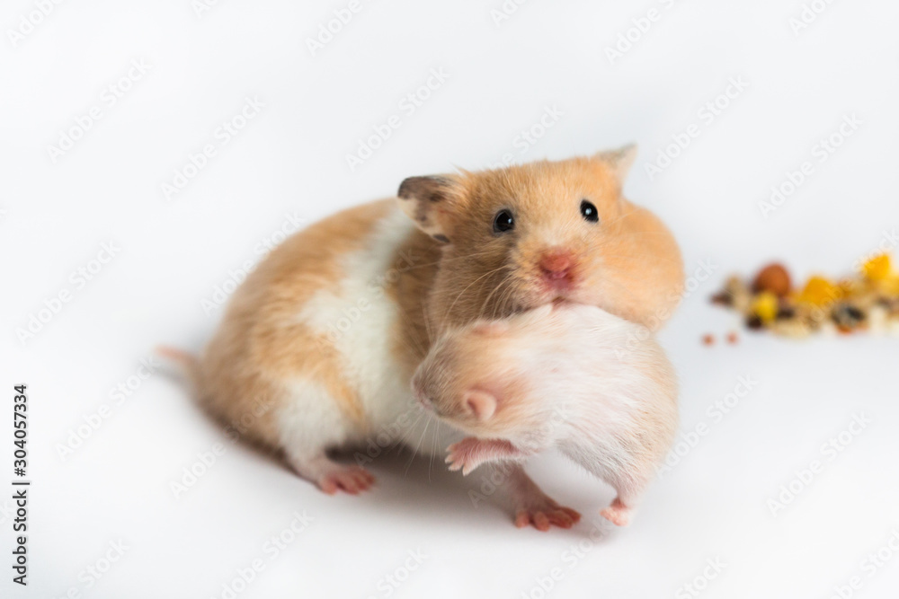 Hamster mom and hamster baby on a white background Stock Photo Adobe