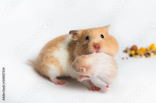 Hamster mom and hamster baby on a white background