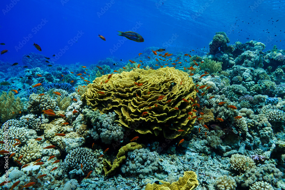 Naklejka premium Coral Reef at the Red Sea, Egypt