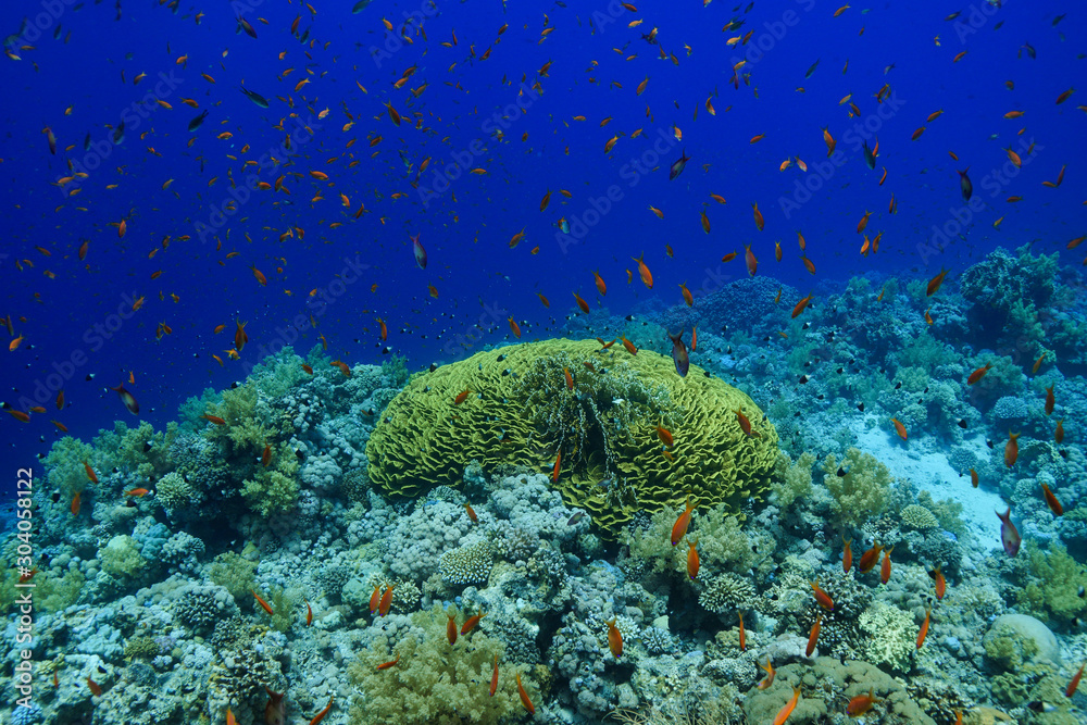 Obraz premium Coral Reef at the Red Sea, Egypt