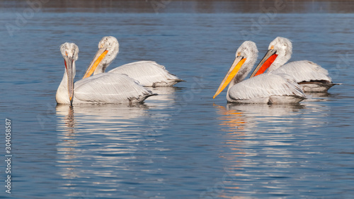 A group of four dalmatian pelicans swimming on the water © YK