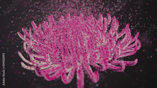 3D Rendering. Chrysanthemum. Animation. 4K.