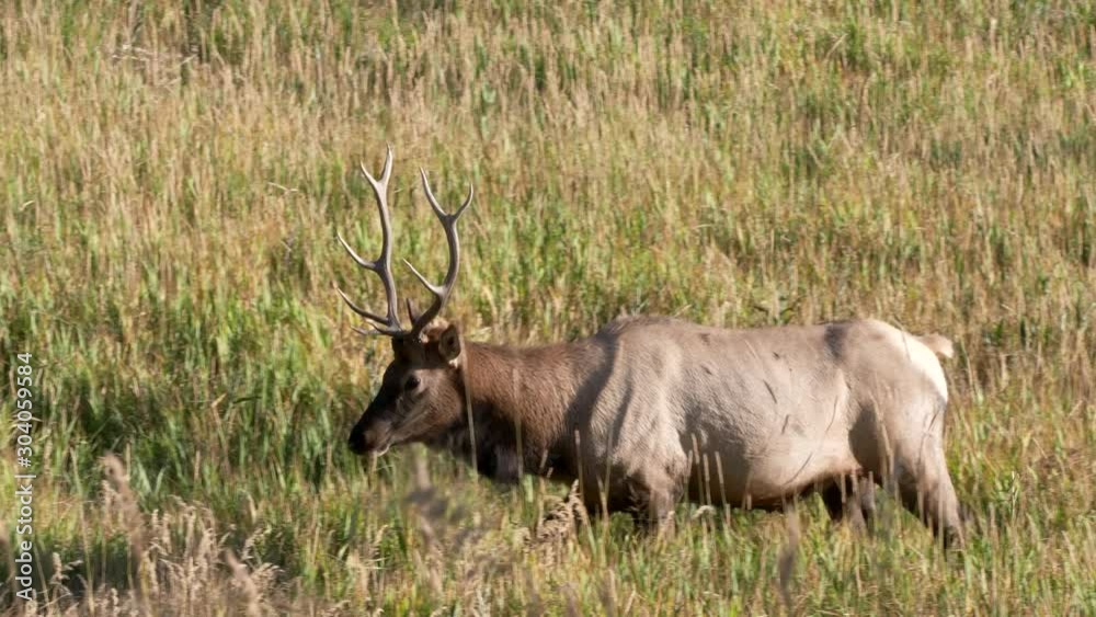 close up tracking shot of a bull elk walking in a meadow near the madison river at yellowstone national park of wyoming, usa close up tracking shot of a bull elk walking in a meadow near the madison river at yellowstone national park of wyoming, usa