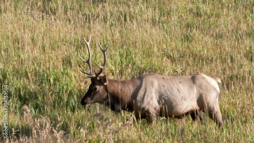 Wallpaper Mural close up tracking shot of a bull elk walking in a meadow near the madison river at yellowstone national park of wyoming, usa Torontodigital.ca