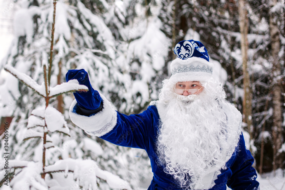 Father Frost with a bag of gifts in a snowy forest. Winter, Russian Christmas character Ded Moroz. Father Frost shakes off snow from the trees. Father Frost with a bag of gifts in a snowy forest. Winter, Russian Christmas character Ded Moroz. Father Frost shakes off snow from the trees.