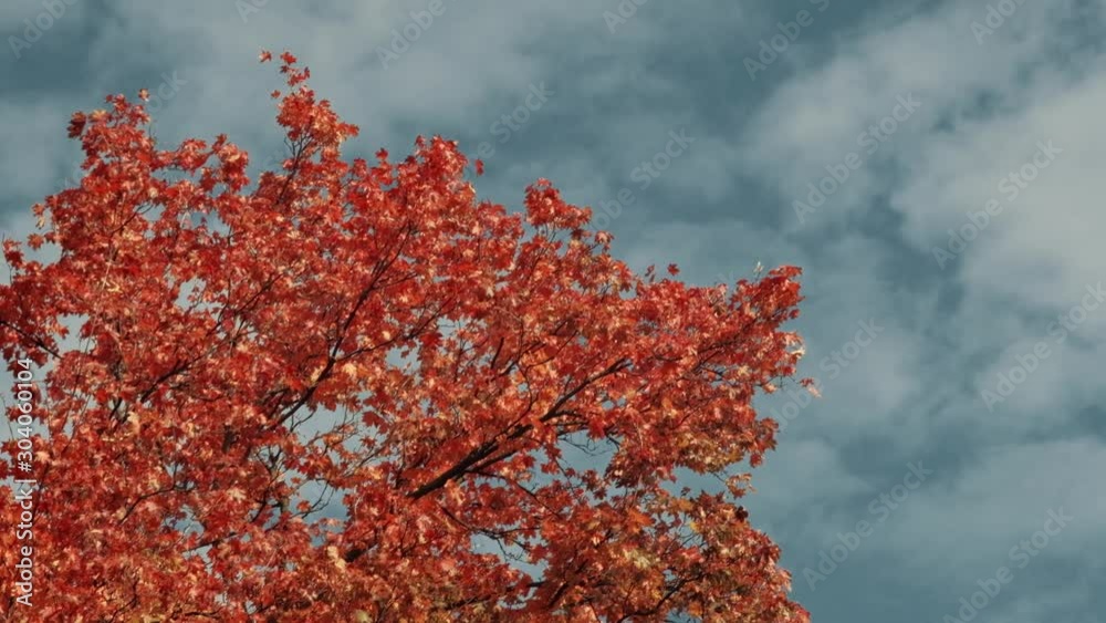 Autumn tree with vivid red leaves viewed against blue sky. Autumn tree with vivid red leaves viewed against blue sky.