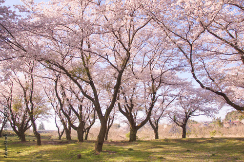 Japanese landscape SAKURA