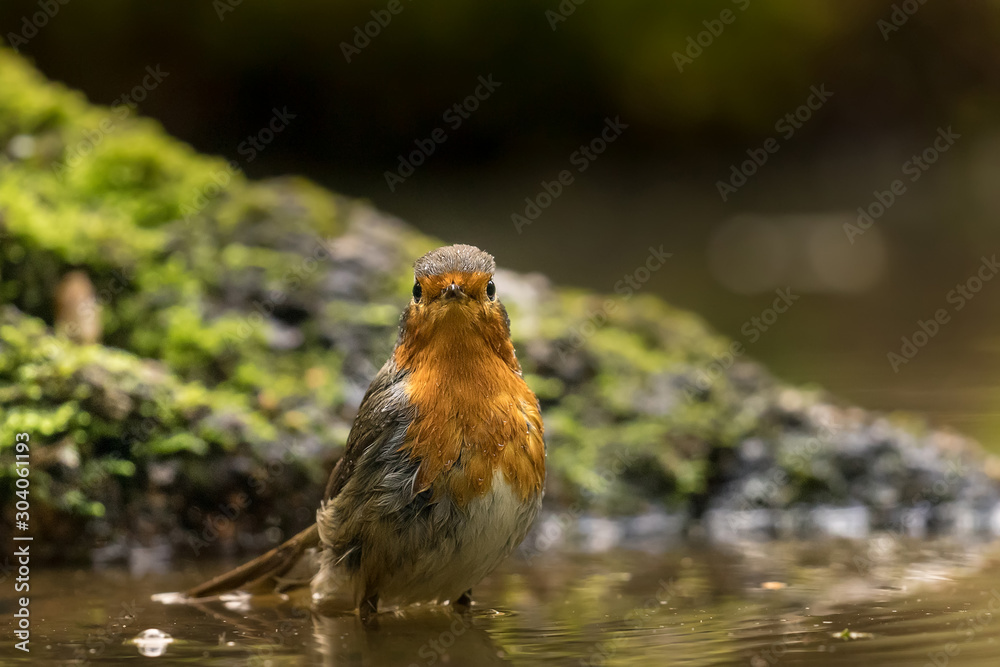 Robin bathing in the water Robin bathing in the water