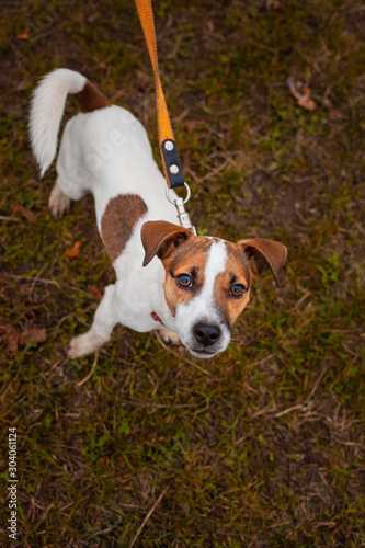 Fototapeta Naklejka Na Ścianę i Meble -  Dog breed Jack Russell Terrier walks on nature on a leash looking at the camera