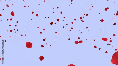 rose petals falling down