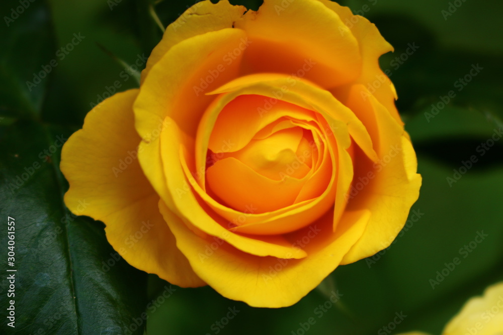 Rose in Orange Rose in Orange