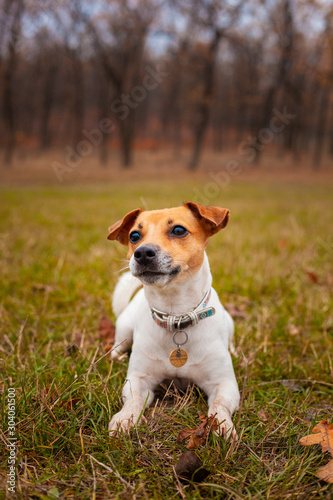 Dog breed Jack Russell Terrier lay on the lawn in the park