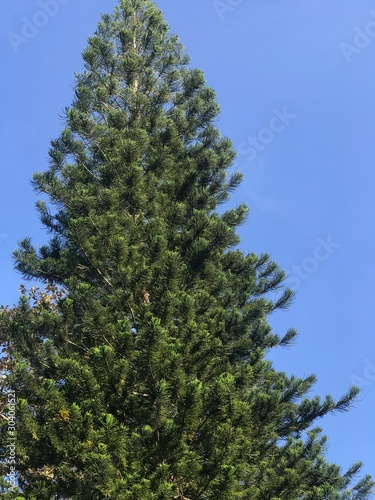 pine tree on background of blue sky