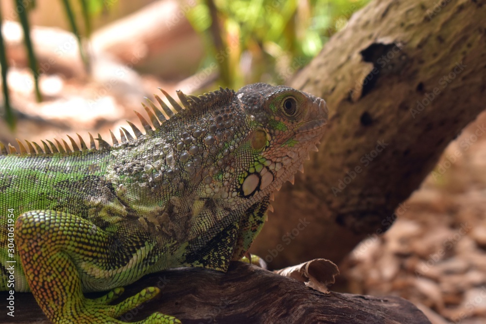 Fototapeta premium Picture of a green iguana in its natural habitat.