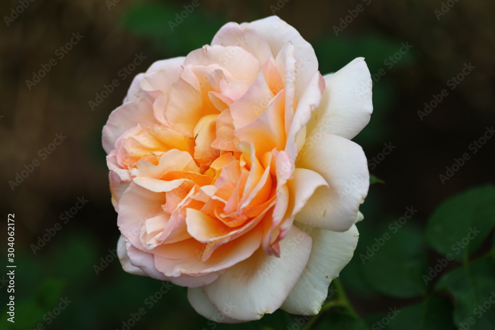 Rose Rose