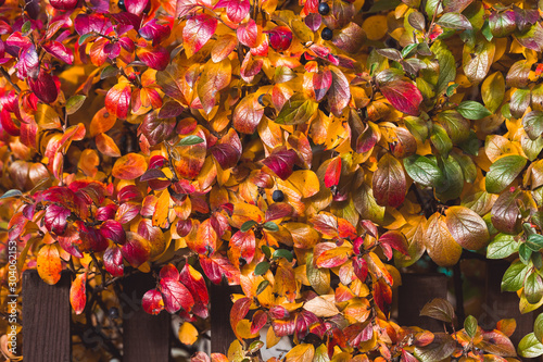 Fototapeta Naklejka Na Ścianę i Meble -  Bright red, purple, yellow leaves of black chokeberry Aronia melanocarpa. Autumn vivid natural background. Wooden hedge with multi-colored autumn leaves