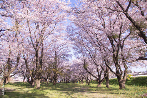 Japanese landscape SAKURA