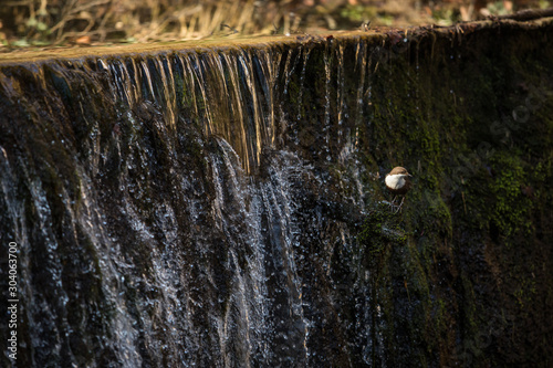 White-throated dipper (Cinclus cinclus) sitting on a stone. Diving bird hunting in the water. spring moment from the mountain river photo