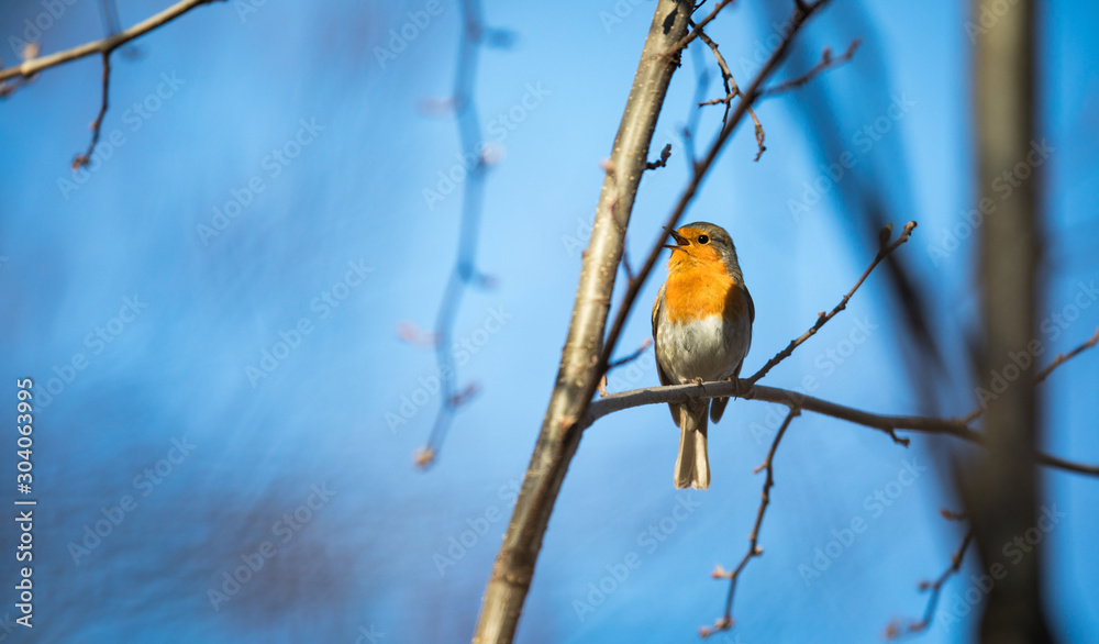 The European robin (Erithacus rubecula) known simply as the robin or robin redbreast The European robin (Erithacus rubecula) known simply as the robin or robin redbreast