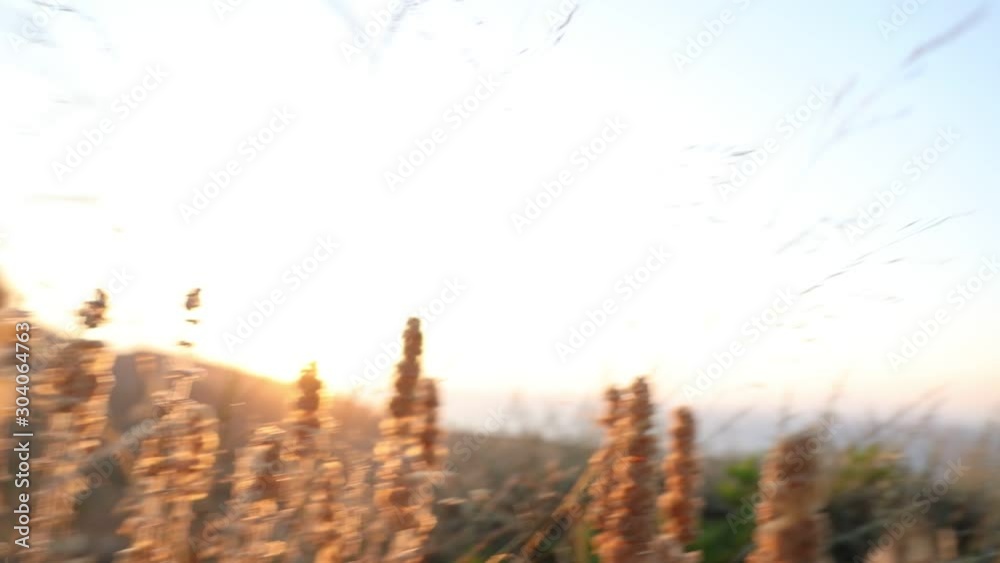 plants are dancing with the wind in sunlight