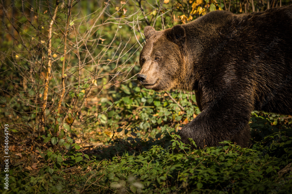 European brown bear in the autumn forest. Big brown bear in forest European brown bear in the autumn forest. Big brown bear in forest