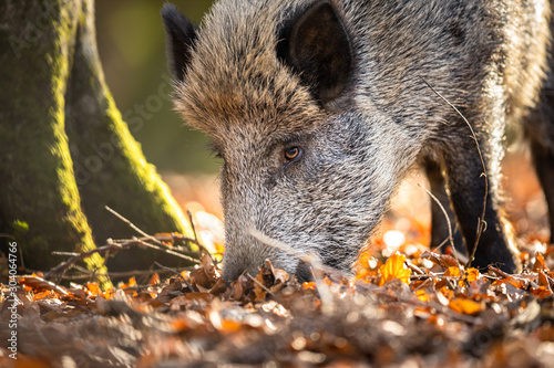 Fotótapéta Wild Boar Or Sus Scrofa, Also Known As The Wild Swine, Eurasian Wild Pig