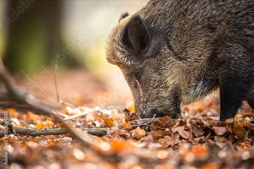 Print op canvas Wild Boar Or Sus Scrofa, Also Known As The Wild Swine, Eurasian Wild Pig