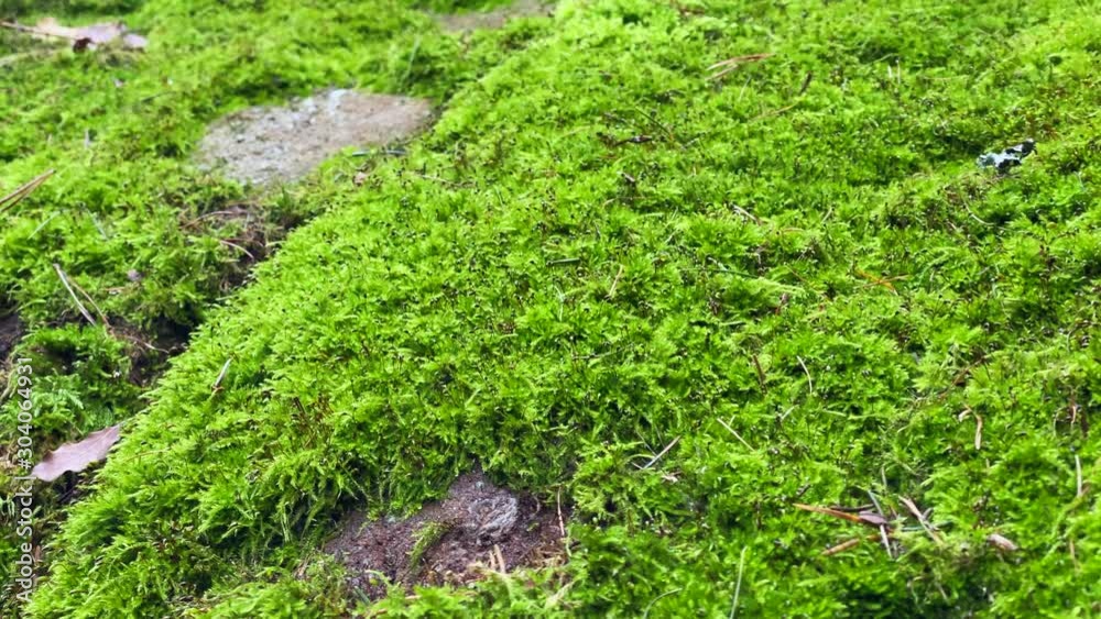 moss and rocks close-up. idyllic surroundings in the forest moss and rocks close-up. idyllic surroundings in the forest