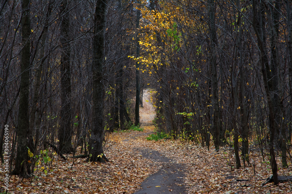 Fototapeta premium forest, nature, tree, wood, green, leaves, moss, trees, autumn, plant, mushroom, grass, natural, woods, spring, old, leaf, root, trunk, water, bark, park