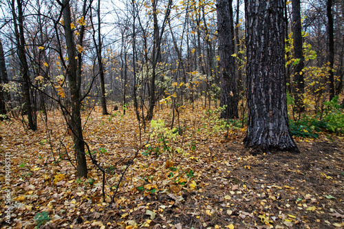 forest  nature  tree  wood  green  leaves  moss  trees  autumn  plant  mushroom  grass  natural  woods  spring  old  leaf  root  trunk  water  bark  park