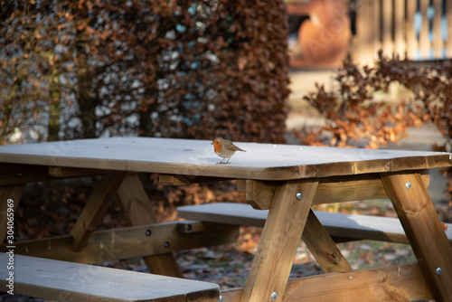 Robin on the bench covered in frost
