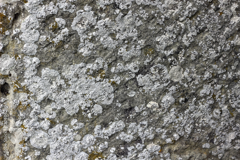 A Close up of white lichen texture on the ground A Close up of white lichen texture on the ground