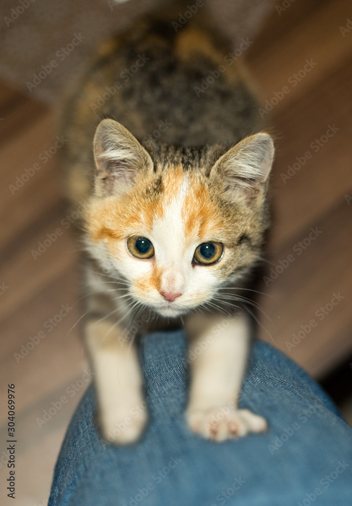 Beautiful young three colored small female kitty 2,5 month old