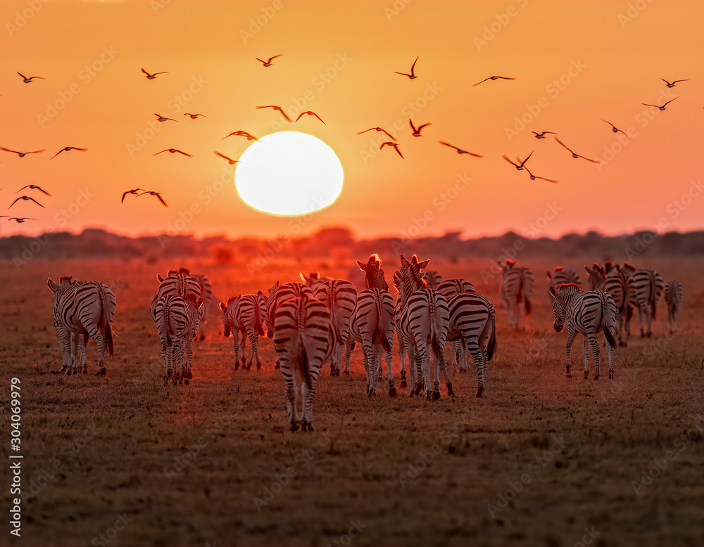 Zebra at Sunrise4 - obrazy, fototapety, plakaty 