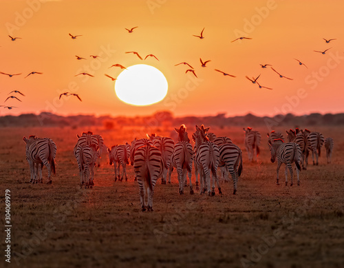 Zebra at Sunrise4