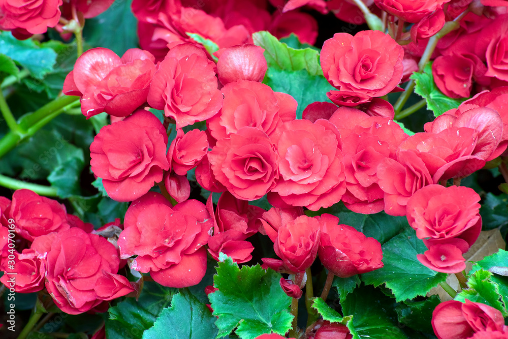 Begonia flowering in park, Chiang Rai, Thailand