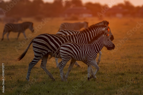 Zebra at Dusk